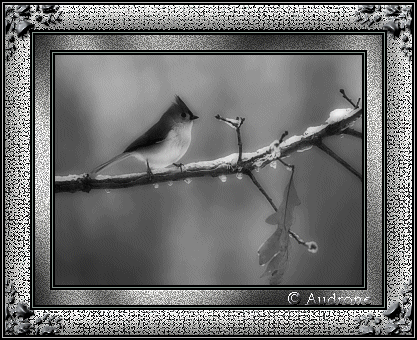 bird